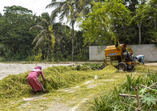 Bangladeshi people using a paddy treshing machine, Dhaka Division, Muksudpur, Bangladesh