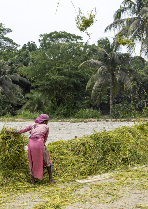 Bangladeshi woman collecting rice straw on the road, Dhaka Division, Muksudpur, Bangladesh