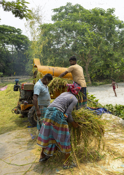 Bangladeshi people using a paddy treshing machine, Dhaka Division, Muksudpur, Bangladesh