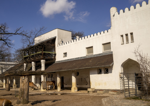 Antelopes in Berlin Zoo, Berlin state, Berlin, Germany