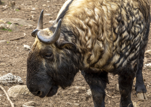 Budorcas taxicolor takin in Royal Takin preserve, Thimphu, Motithang, Bhutan