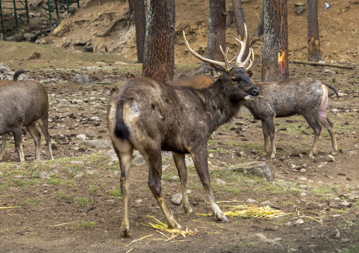 Sambar deers in Royal Takin preserve, Thimphu, Motithang, Bhutan