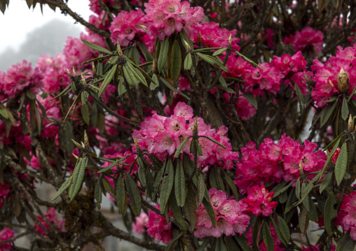 Rhododendron flowers, Punakha, Dochula Pass, Bhutan