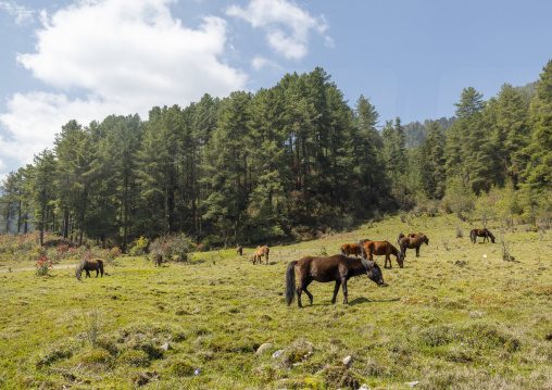 Horses in a field, Wangdue Phodrang, Phobjikha Valley, Bhutan