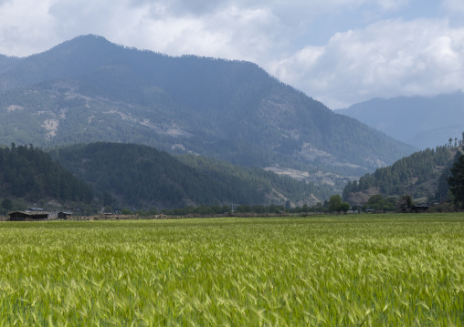 Rice field, Chhoekhor Gewog, Bumthang, Bhutan