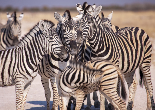 Zebras in the park, Kunene region, Etosha, Namibia