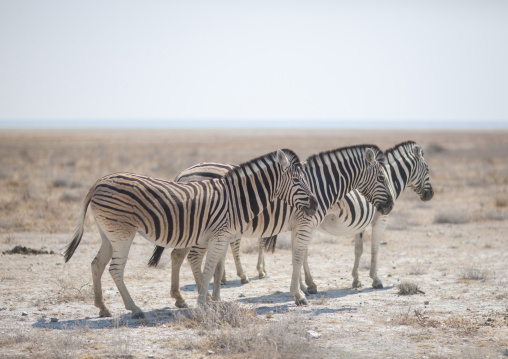 Zebras in the park, Kunene region, Etosha, Namibia