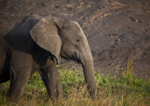 African elephant (loxodonta africana), Rift valley province, Maasai mara, Kenya