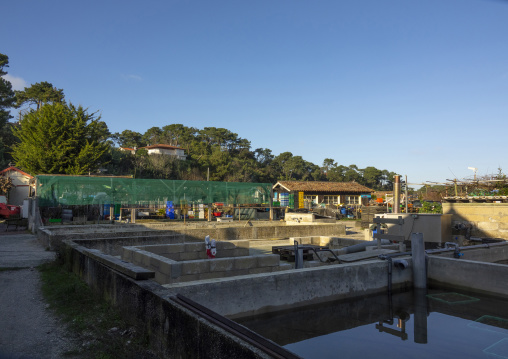Oyster farm with growing oysters, Nouvelle-aquitaine, Cap Ferret, France