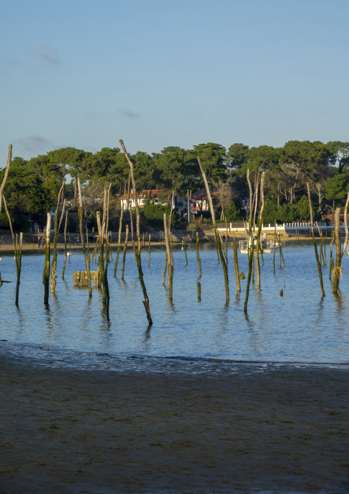 Oyster farm with growing oysters, Nouvelle-aquitaine, Cap Ferret, France