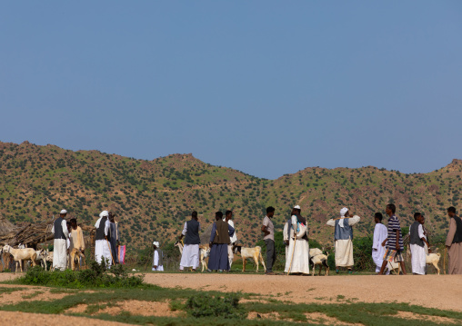 Eritrean men in the livestock market, Gash-Barka, Agordat, Eritrea