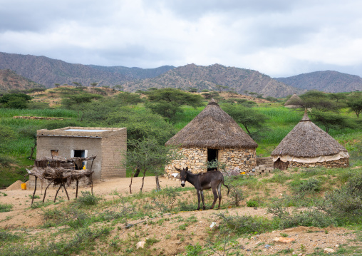 Bilen village with thatched huts, Semien-Keih-Bahri, Elabered, Eritrea