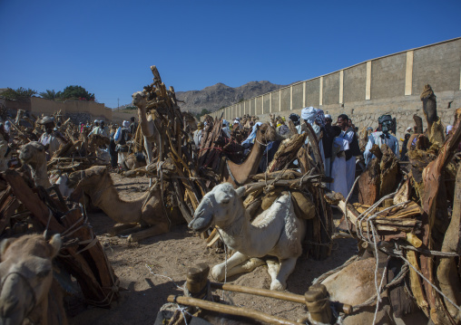 Monday wood and camel market, Anseba, Keren, Eritrea