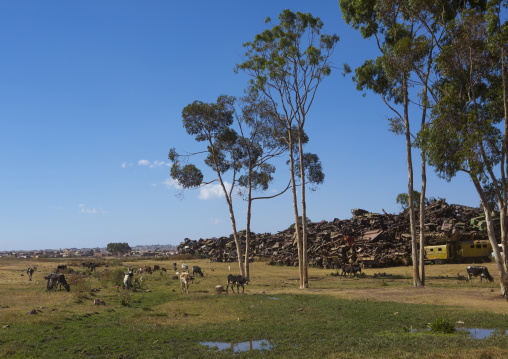 Military tank graveyard, Central Region, Asmara, Eritrea