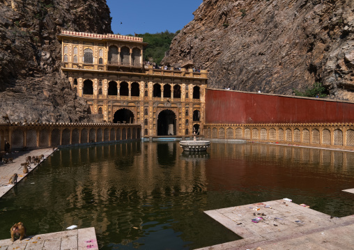 Monkeys in Galtaji temple aka monkey temple, Rajasthan, Jaipur, India