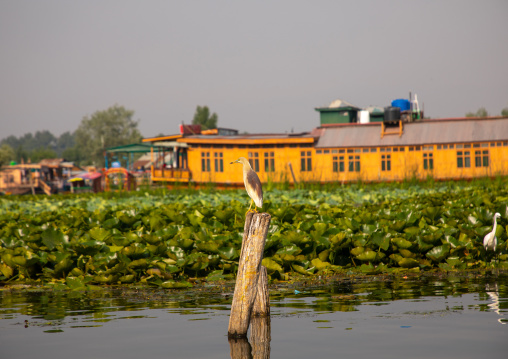 Houseboats on Dal Lake, Jammu and Kashmir, Srinagar, India