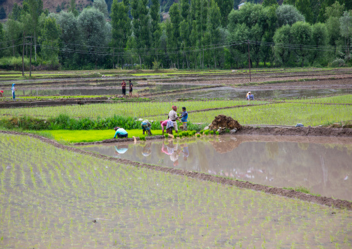 Farmers working in a rice field, Jammu and Kashmir, Ganderbal, India