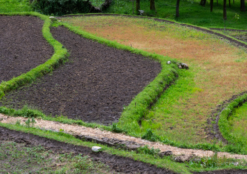 Rice field in the countryside, Jammu and Kashmir, Kangan, India