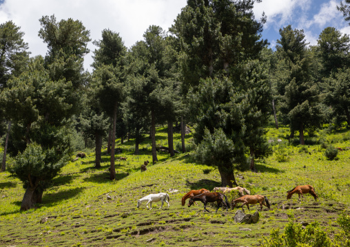 Horses in the meadow, Jammu and Kashmir, Kangan, India