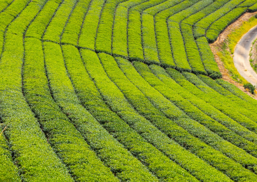 Panoramic view of tea plantations, Kyushu region, Yame, Japan
