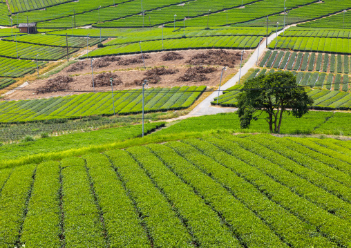Panoramic view of tea plantations, Kyushu region, Yame, Japan