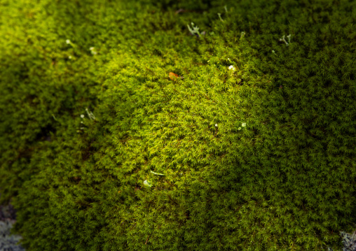 Moss in a japanese zen garden, Shizuoka prefecture, Izu, Japan