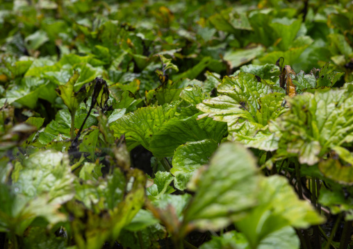 Cultivation of wasabi crops, Shizuoka prefecture, Izu, Japan