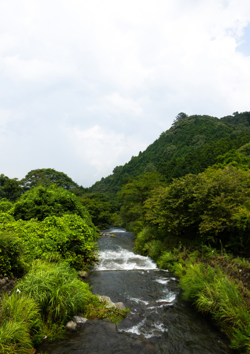 Cultivation of wasabi crops in the hills, Shizuoka prefecture, Izu, Japan