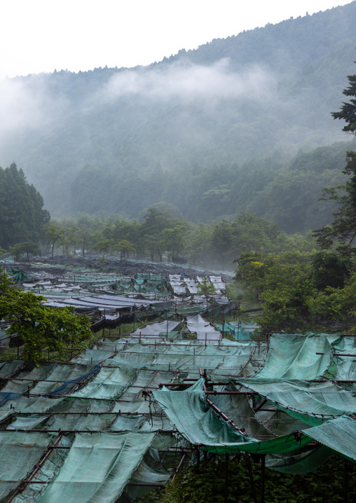 Cultivation of wasabi crops in the hills, Shizuoka prefecture, Ikadaba, Japan