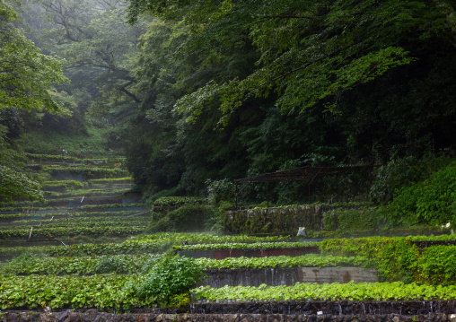 Cultivation of wasabi crops in the hills, Shizuoka prefecture, Ikadaba, Japan