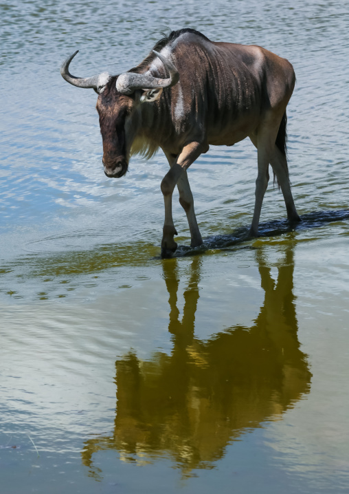 Wildebeest crossing a lake, Kajiado County, Amboseli, Kenya