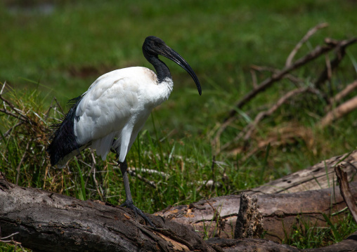 African Sacred Ibis (Threskiornis aethiopicus), Kajiado County, Amboseli, Kenya