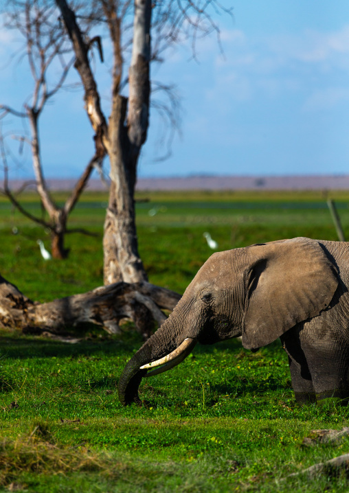 Elephant (Loxodonta africana) feeding in the green grassland, Kajiado County, Amboseli, Kenya