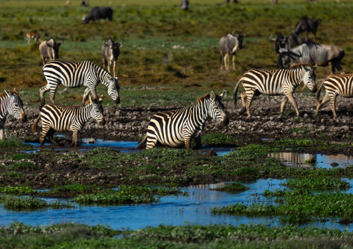 Zebras and wildebeests in a swamp, Kajiado County, Amboseli, Kenya