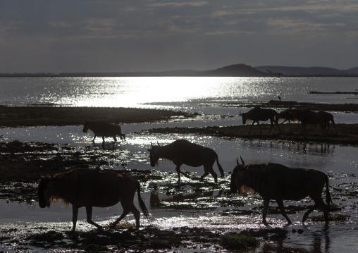 Wildebeests crossing a lake, Kajiado County, Amboseli, Kenya