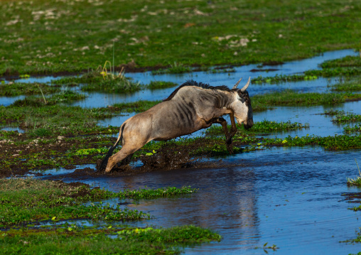 Wildebeest crossing a lake, Kajiado County, Amboseli, Kenya