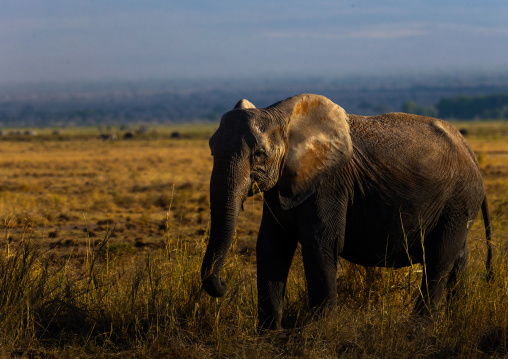 Elephant (Loxodonta africana) in the savannah, Kajiado County, Amboseli, Kenya