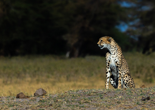 Cheetah (acinonyx jubatus) looking away, Kajiado County, Amboseli, Kenya