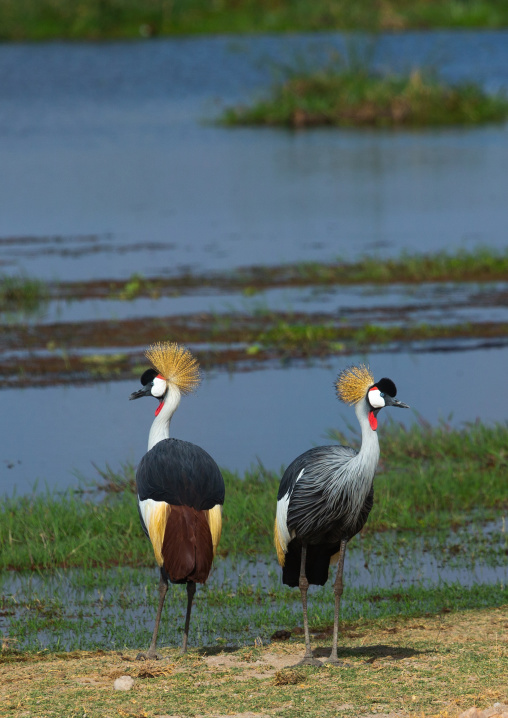 Grey crowned cranes couple (Balearica regulorum), Kajiado County, Amboseli, Kenya