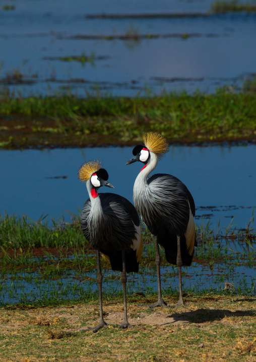 Grey crowned cranes couple (Balearica regulorum), Kajiado County, Amboseli, Kenya