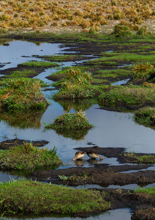 Birds in a swamp, Kajiado County, Amboseli, Kenya