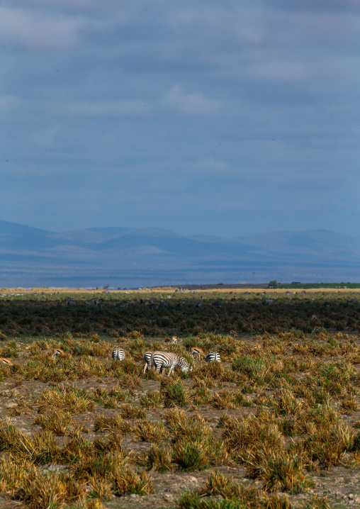 Zebras in a swamp, Kajiado County, Amboseli, Kenya