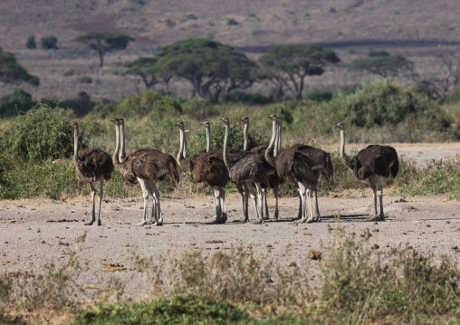 Group of ostriches (Struthio Camelus), Kajiado County, Amboseli, Kenya