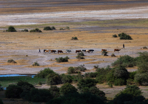 Maassai sheperds with cattle in the park, Kajiado County, Amboseli, Kenya