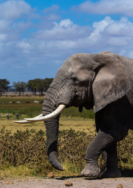 Elephant (Loxodonta africana) with long tusks, Kajiado County, Amboseli, Kenya