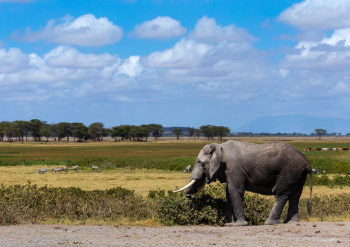 Elephant (Loxodonta africana) eating grass, Kajiado County, Amboseli, Kenya