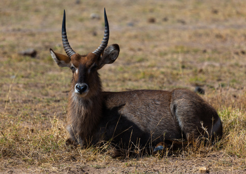 Male waterbuck (Kobus ellipsiprymnus) resting, Kajiado County, Amboseli, Kenya