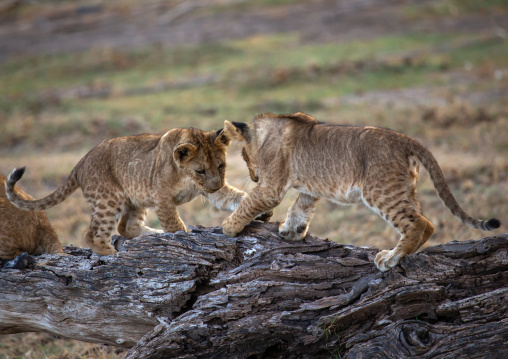 Lion Cubs playing together, Kajiado County, Amboseli, Kenya