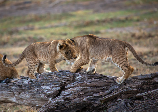 Lion Cubs playing together, Kajiado County, Amboseli, Kenya