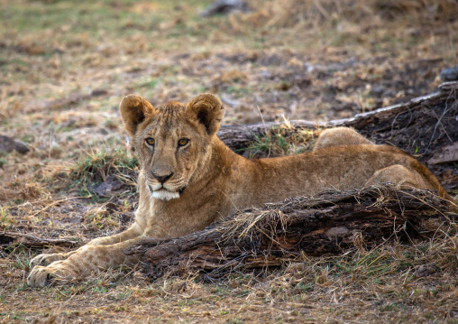 Lion Cub, Kajiado County, Amboseli, Kenya